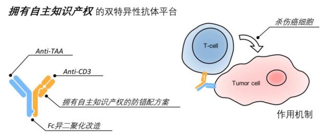 双特异性抗体平台